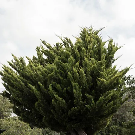 Spitia Vasili 3* Kapsálion